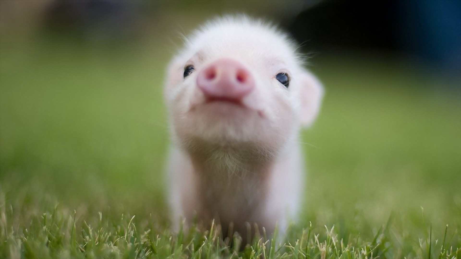 pigs, baby, animals, grass