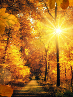 autumn, parks, roads, trees, rays of light, sun, foliage