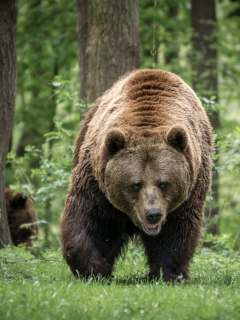 bear, family, forest, walking, predator, wildlife