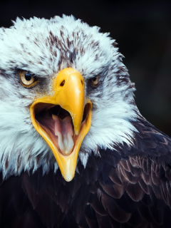 eagle, beak, tongue