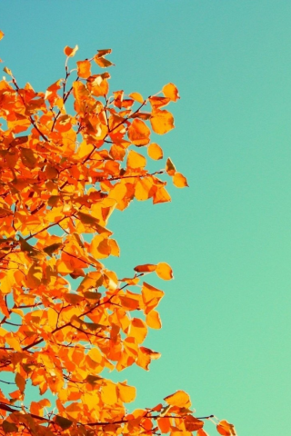 nature, leaves, autumn