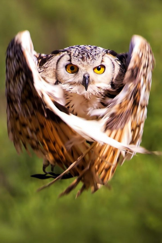 bird, owl, flight