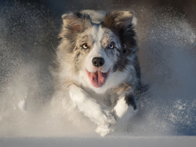 animal, dog, snow, running