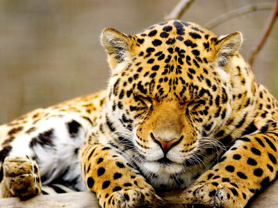 animal, leopard, recreation