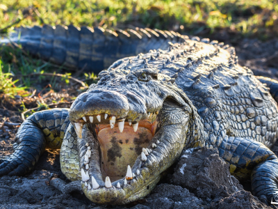 cocodrilo, boca, abierta, reptiles