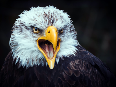 eagle, beak, tongue