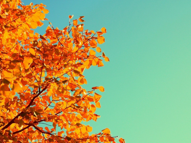 nature, leaves, autumn