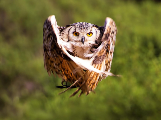 bird, owl, flight