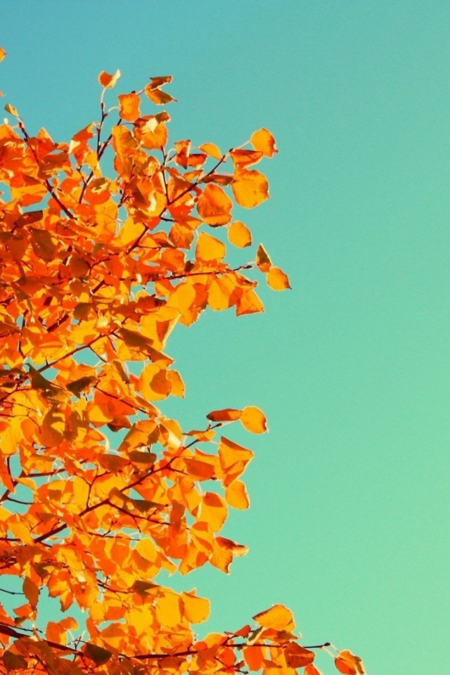 nature, leaves, autumn