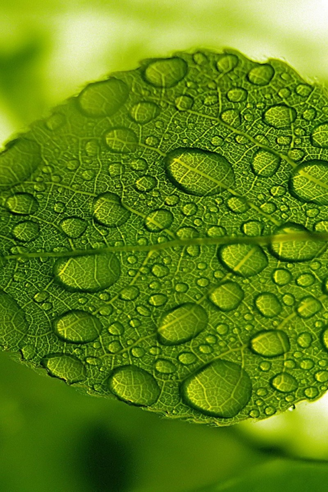 nature, green, leaf, water, droplets