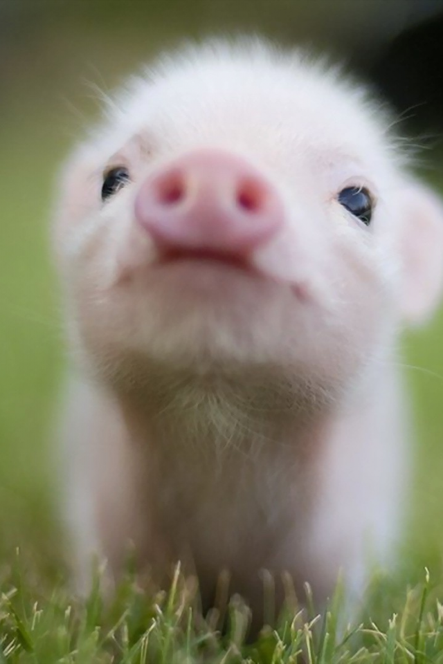 pigs, baby, animals, grass