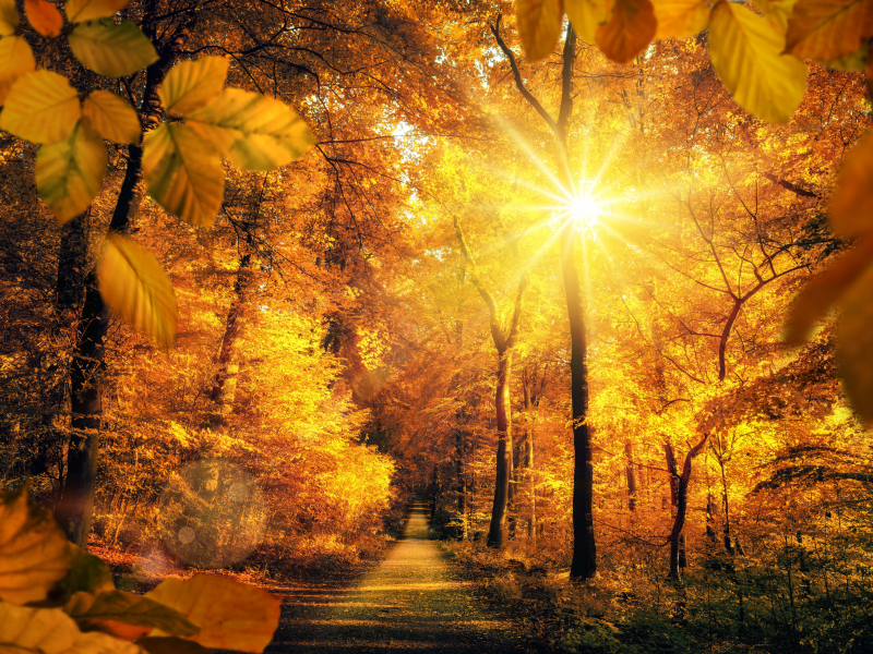 autumn, parks, roads, trees, rays of light, sun, foliage