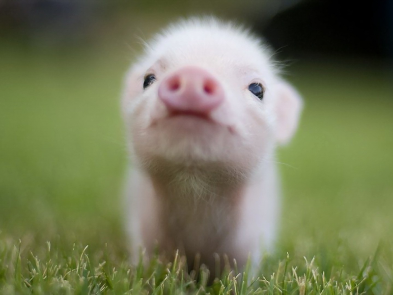 pigs, baby, animals, grass