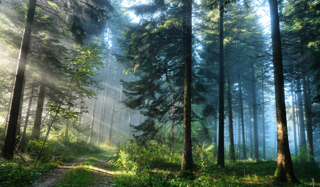 nature, forest, road, sun rays