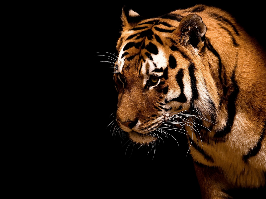 animal, beast, tiger