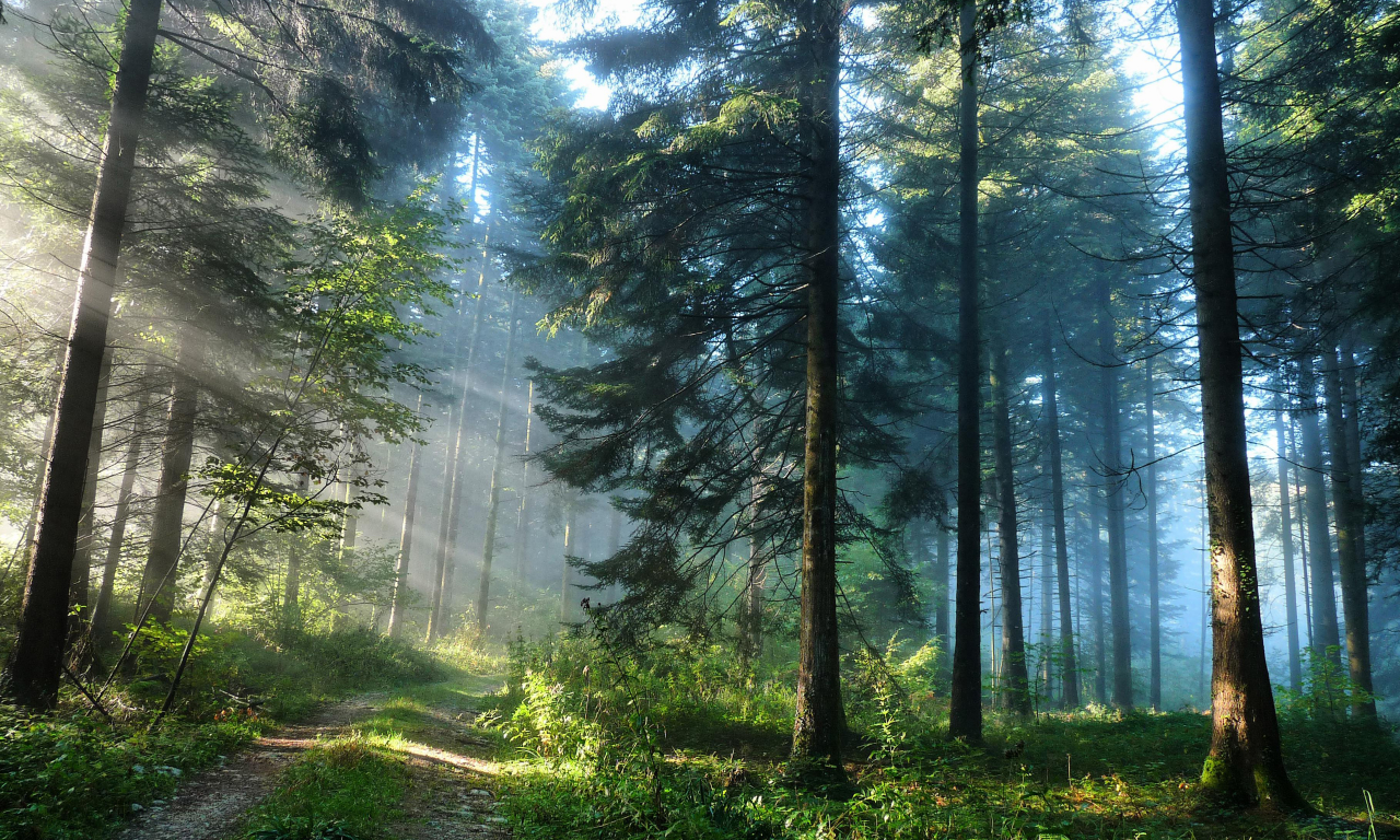 nature, forest, road, sun rays