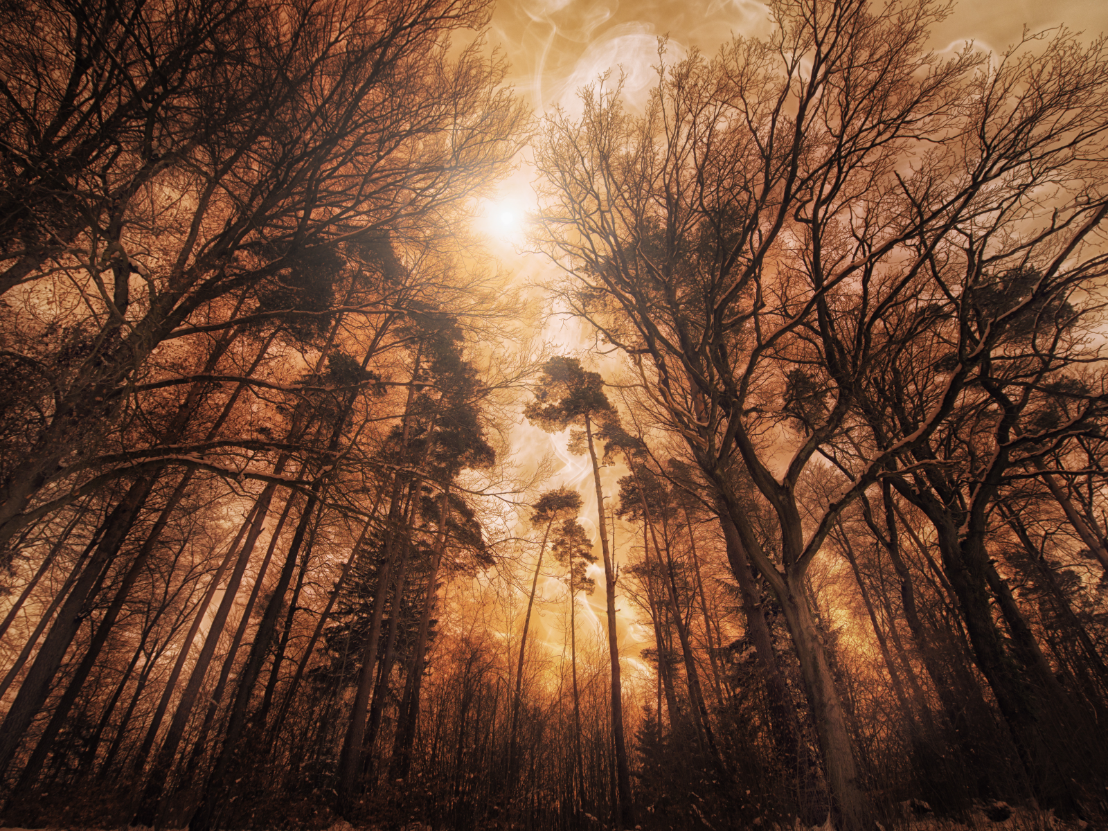 woods, forest, tall, trees, fire, effect, landscape, digital