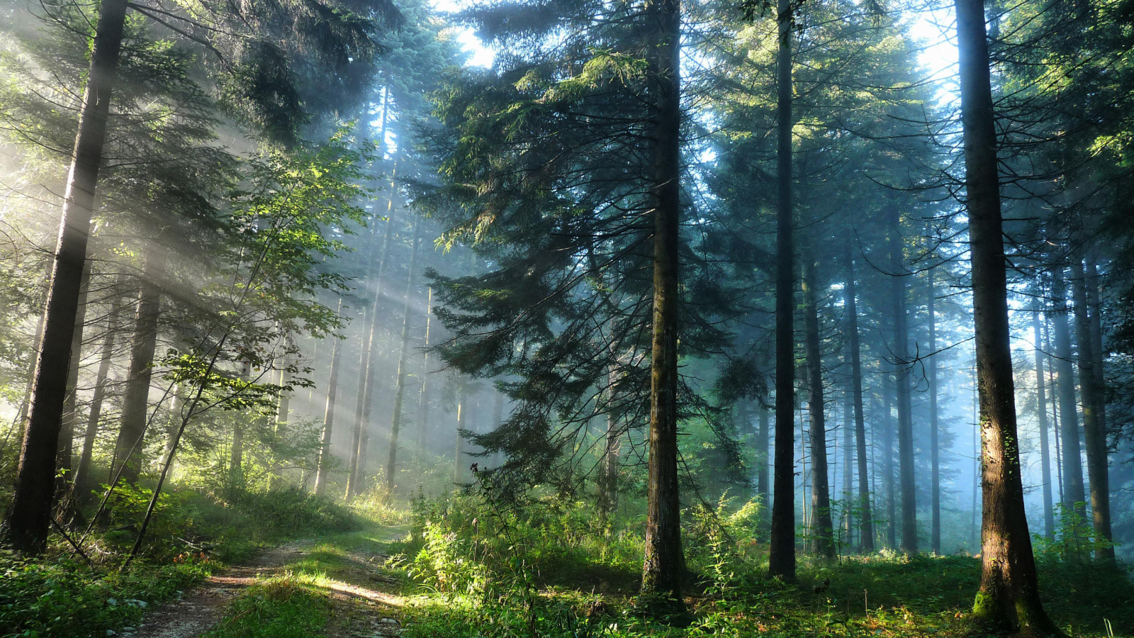 nature, forest, road, sun rays