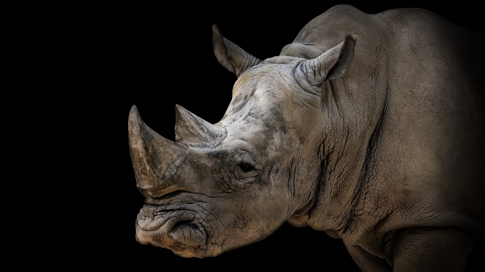 animal, rhinoceros, black background