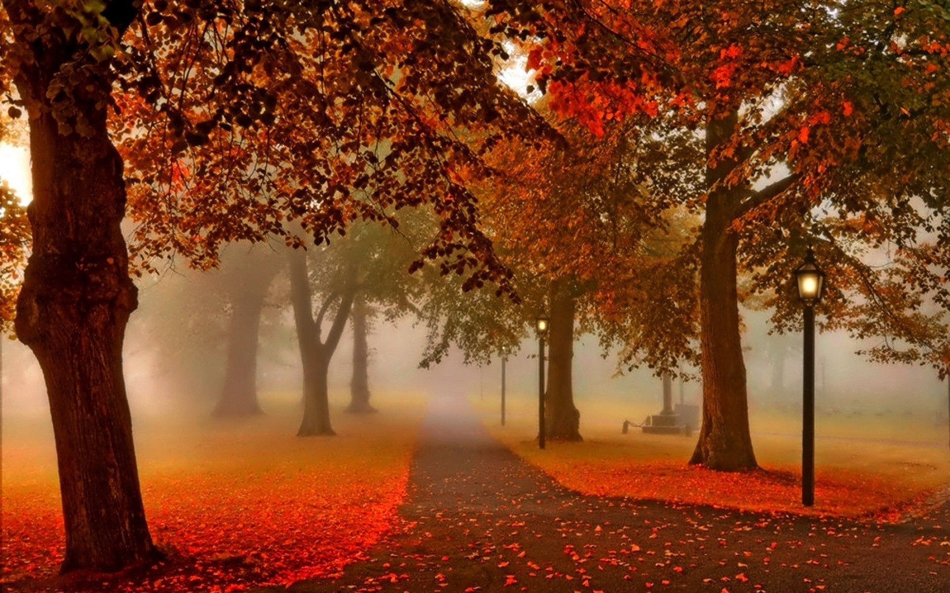 nature, autumn, park, alley, fog
