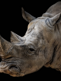 animal, rhinoceros, black background