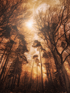 woods, forest, tall, trees, fire, effect, landscape, digital