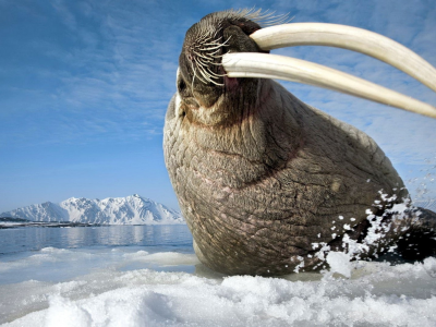 animal, walrus, fang, snow