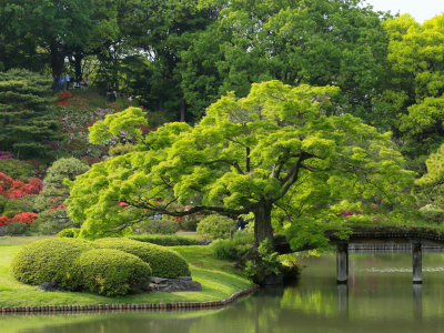 park, nature, japan