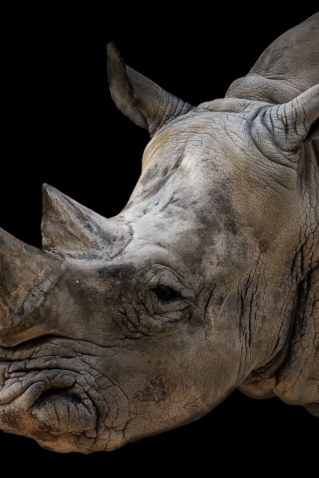 animal, rhinoceros, black background