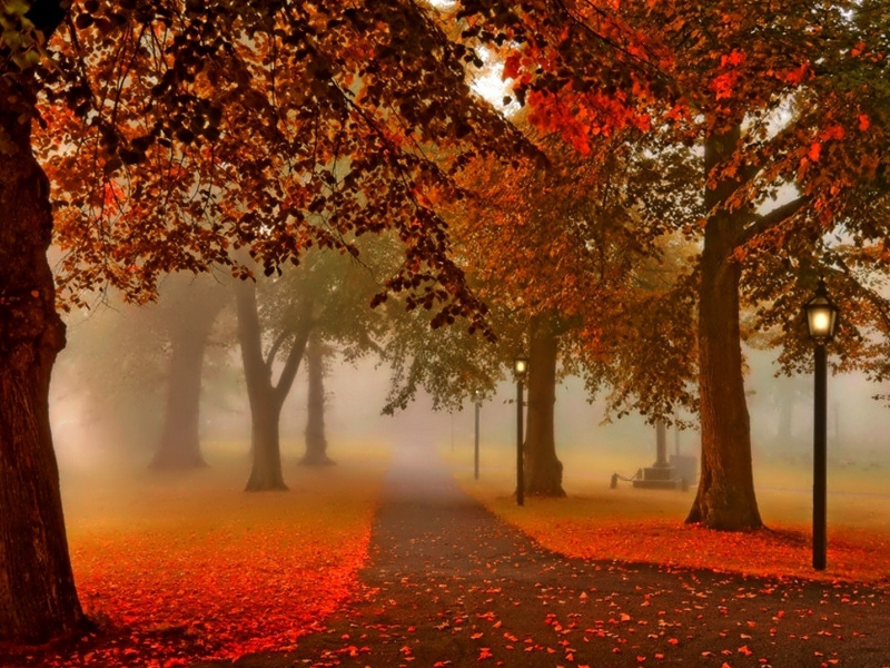 nature, autumn, park, alley, fog