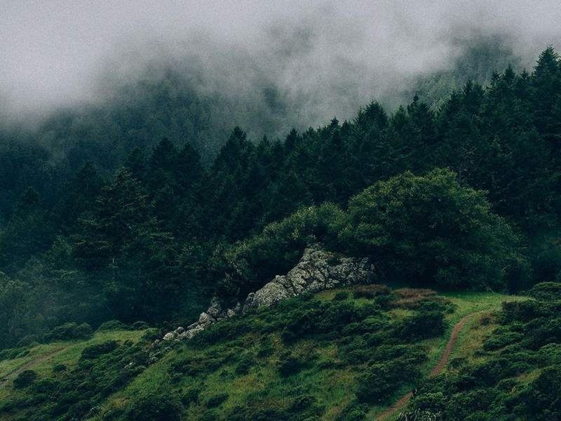 nature, mountains, forest, fog