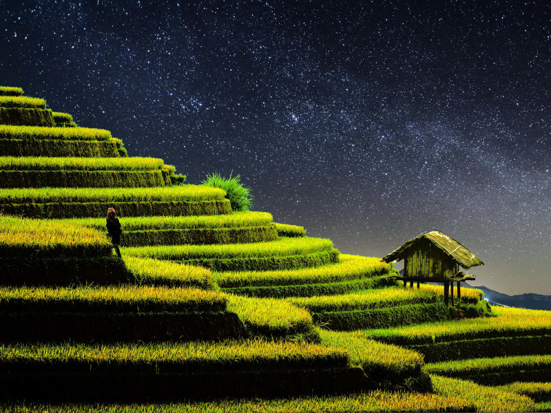 terrace, farming, rice fields, agriculture, country side