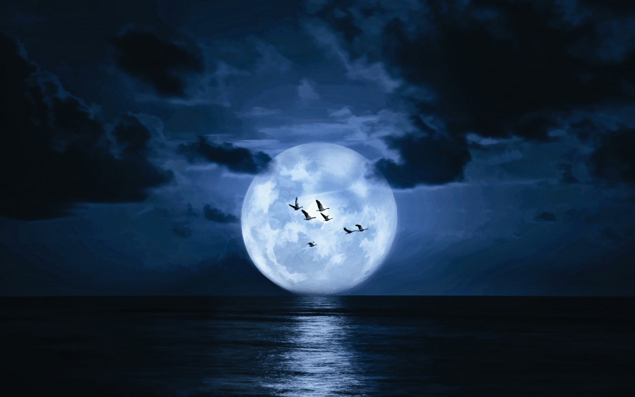 landscape, sea, moon, birds, night