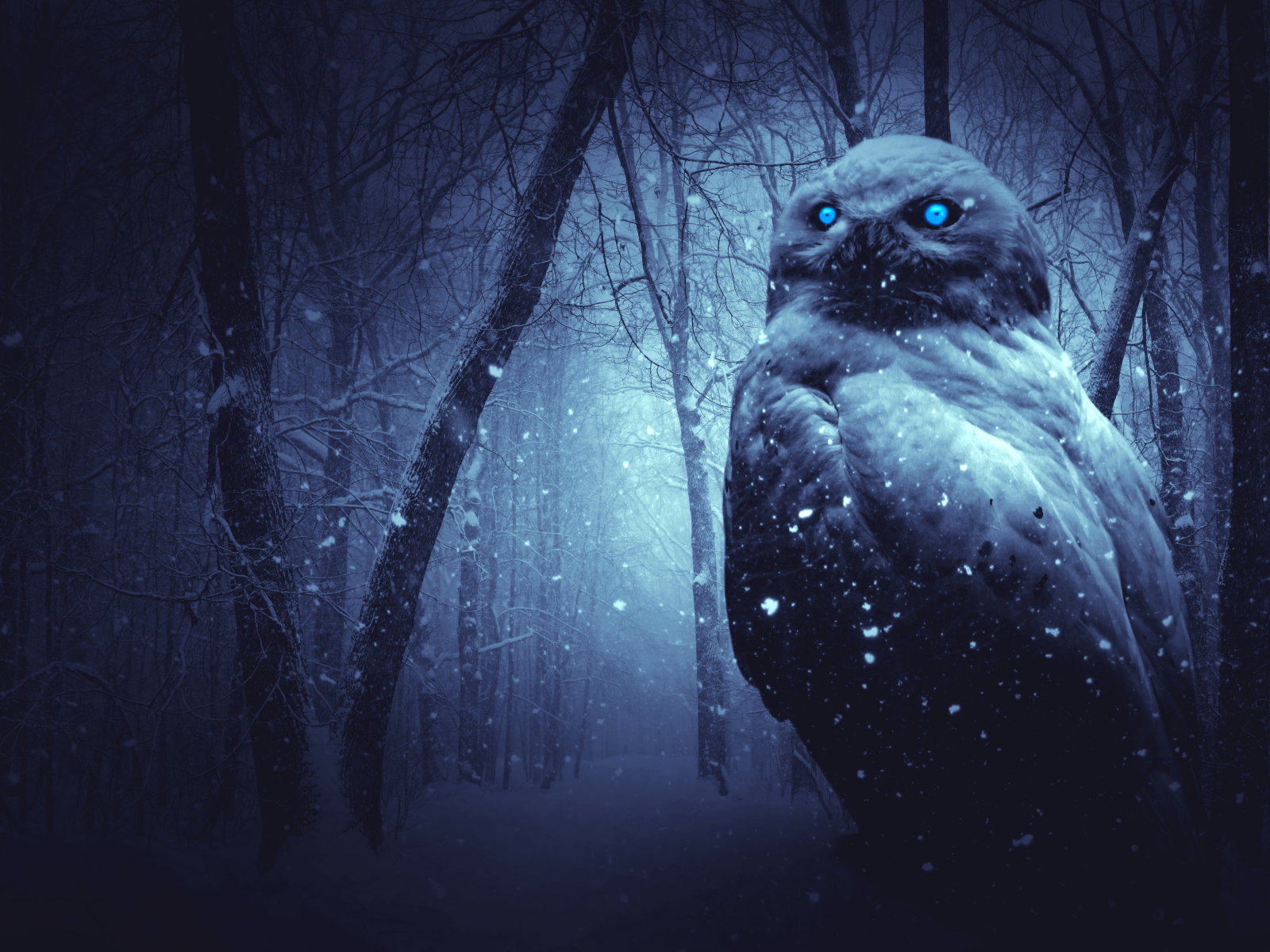 owl, forest, winter, dark, night, blue eyes, scary, snowfal