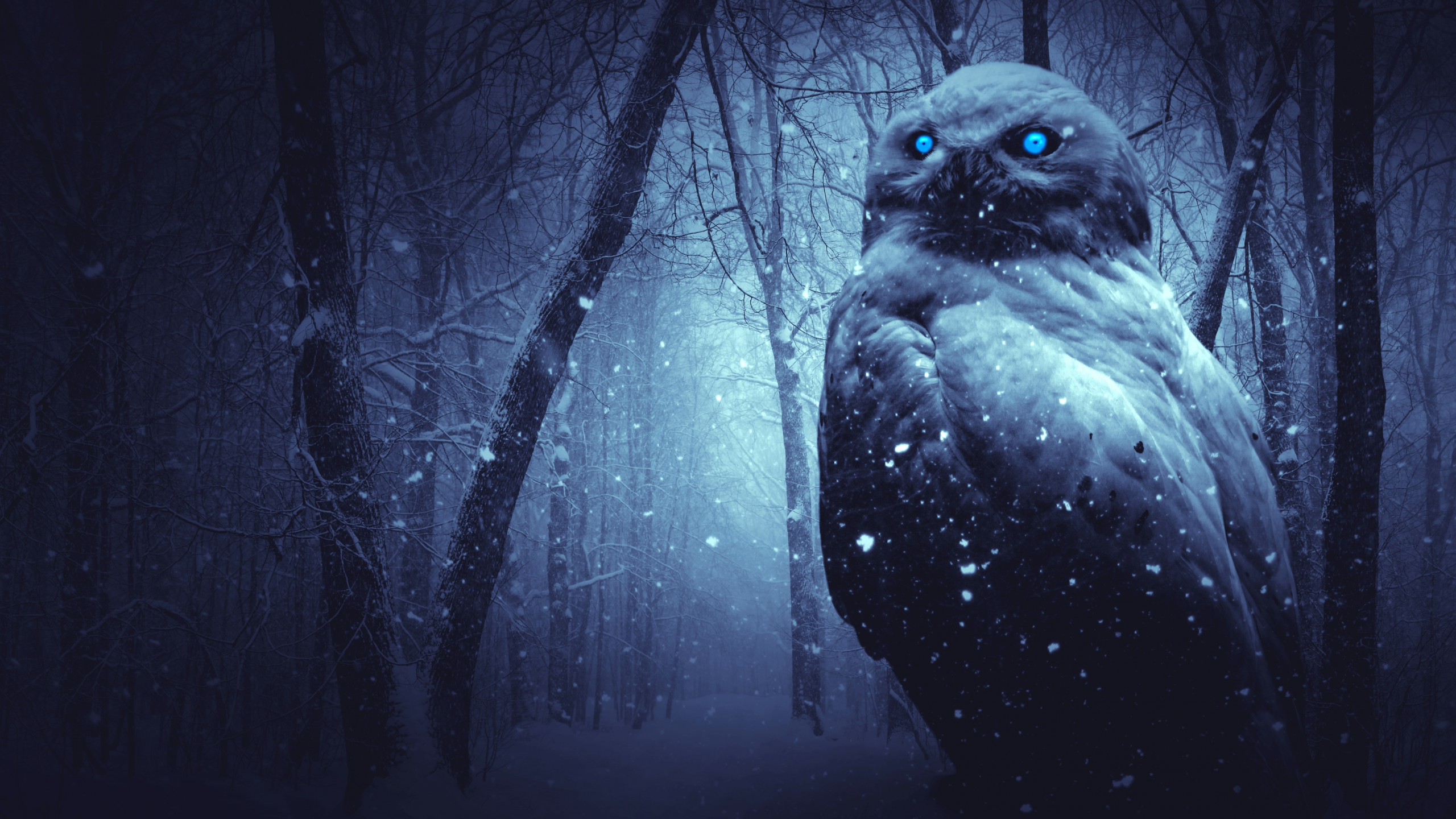 owl, forest, winter, dark, night, blue eyes, scary, snowfal