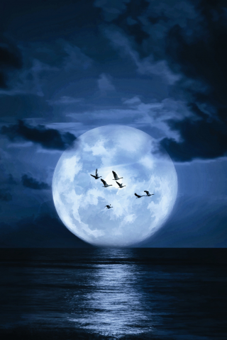 landscape, sea, moon, birds, night