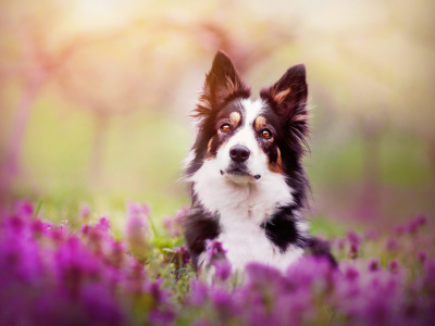 cute, dog, purple, lavenders, photoraphy, animals