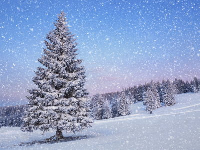winter, snow, firtree, landscape, nature