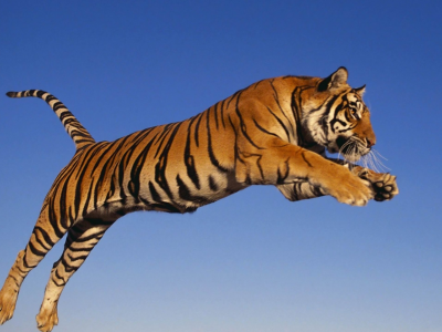 tiger, jump, predator, animal