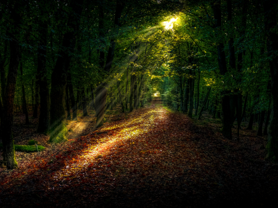 forest, path forest, damaksnis, plant, street light