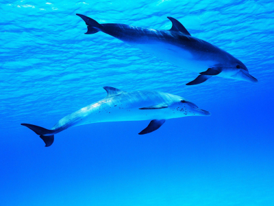 water, ocean, dolphin, dolphins