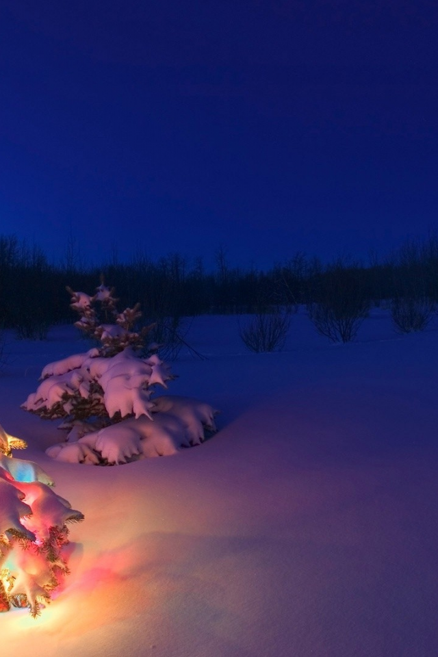 christmas tree, snow, christmas, lights