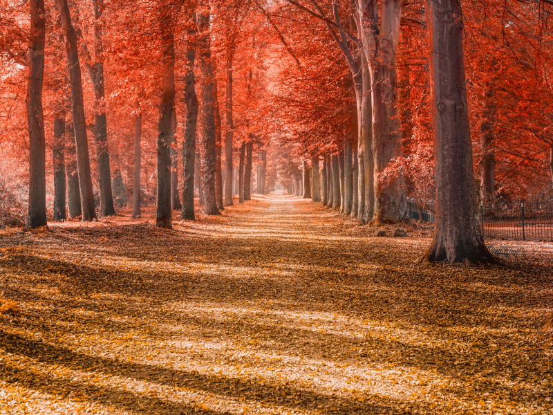 autumn, trees, forest, path, trunks, woods, autumn, leaves, red