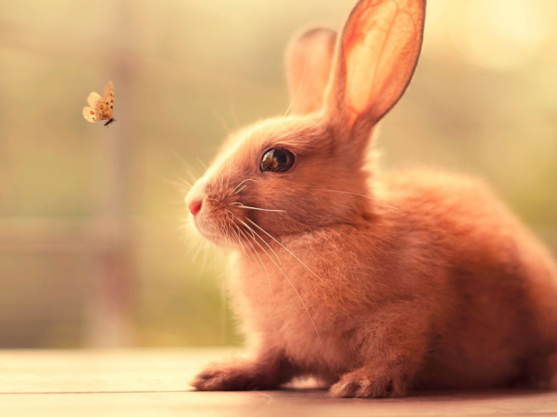 butterfly, insect, animals, nature, rabbits