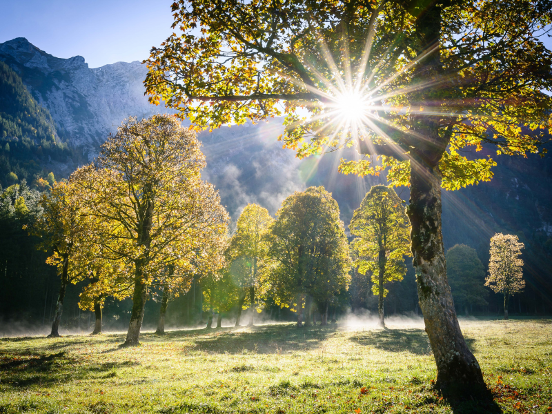 nature, trees, sun, clearing, forest