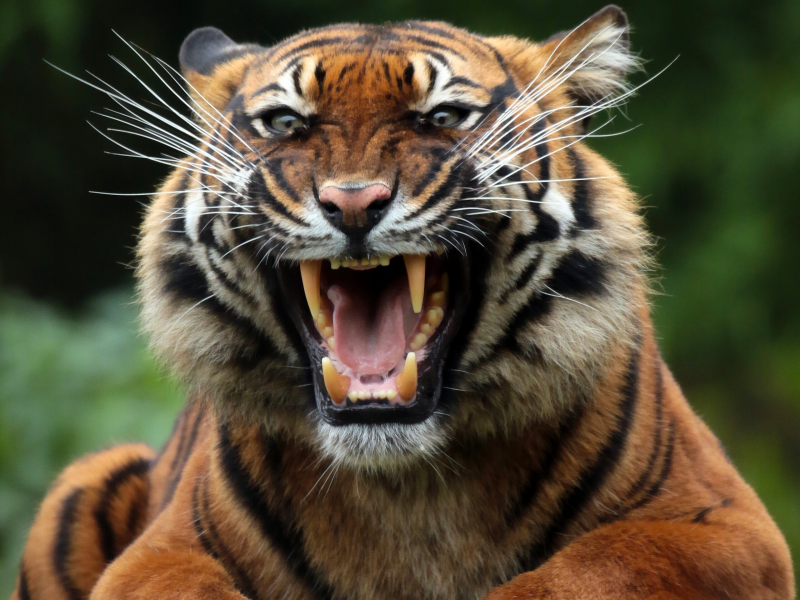 animal, predator, tiger, mouth, snarl, fangs