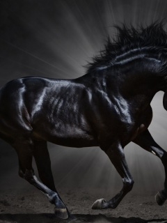 animal, horse, black horse