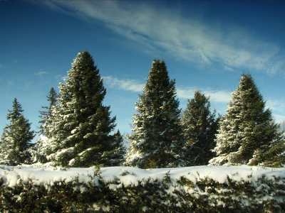 christmas trees, snow, sky