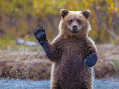 animals, nature, bear, river, drops