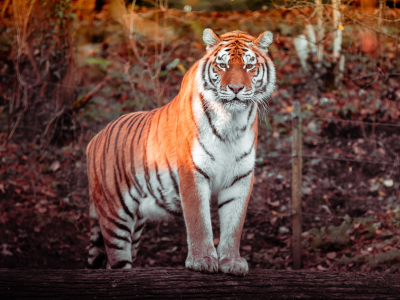 tiger, big cat, carnivore, predator, forest, zoo, tree